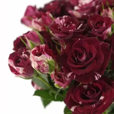 Červenobílá růže FLASH NIGHT