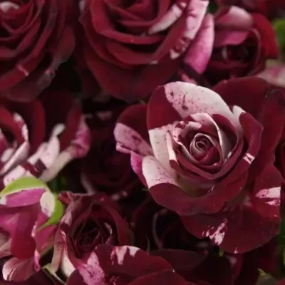 Červenobílá růže FLASH NIGHT