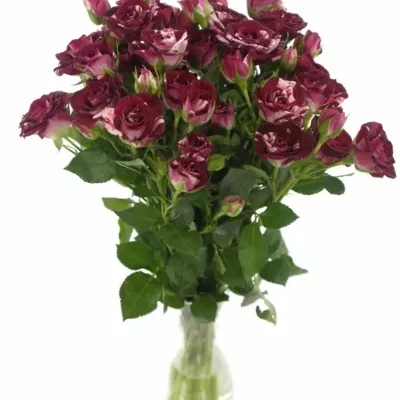 Červenobílá růže FLASH NIGHT