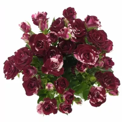 Červenobílá růže FLASH NIGHT