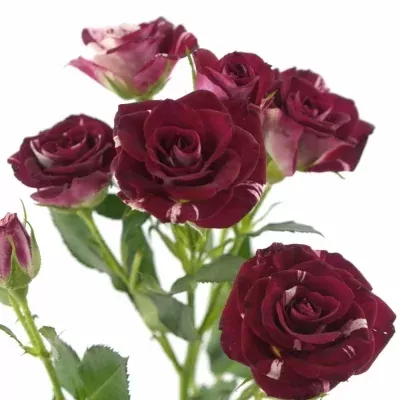 Červenobílá růže FLASH NIGHT