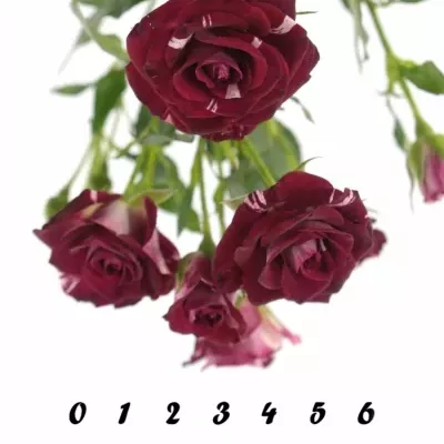 Červenobílá růže FLASH NIGHT