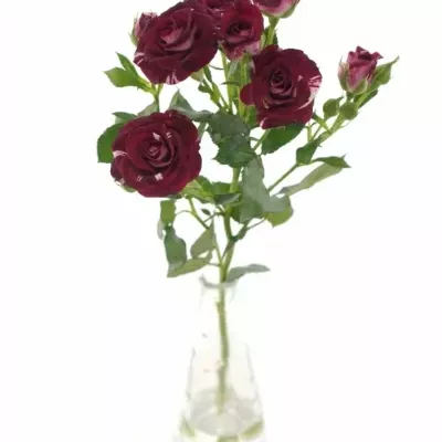 Červenobílá růže FLASH NIGHT