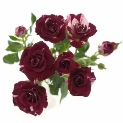 Červenobílá růže FLASH NIGHT