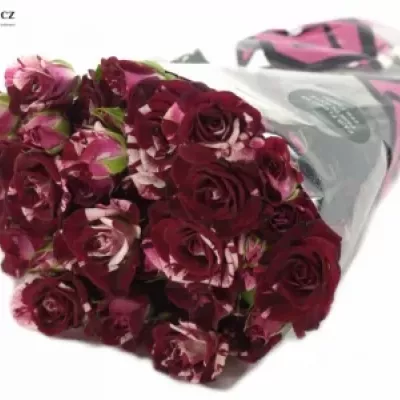 Červenobílá růže FLASH NIGHT