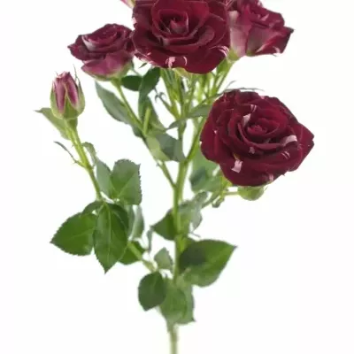 Červenobílá růže FLASH NIGHT