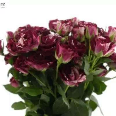 Červenobílá růže FLASH NIGHT