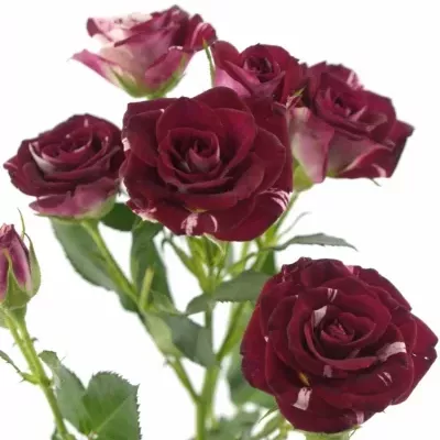 Červenobílá růže FLASH NIGHT