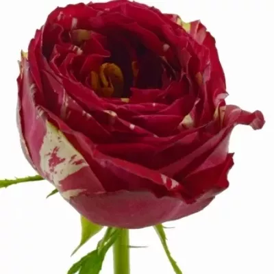 Červenobílá růže RANUNCULA 70cm