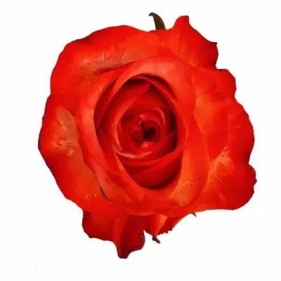Červenobílá růže TWINKLE BLUSH
