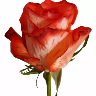 Červenobílá růže TWINKLE BLUSH 50cm (XL)