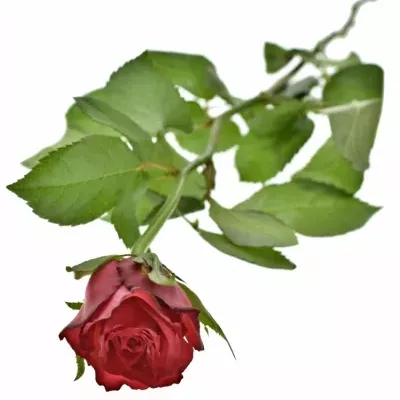 Červenofialová růže DARK LULU 40cm
