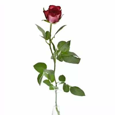 Červenofialová růže DARK LULU 40cm