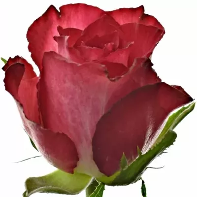 Červenofialová růže DARK LULU 50cm (S)