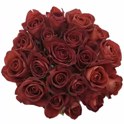 Červenohnědá růže CAFE DEL MAR 60cm (M)