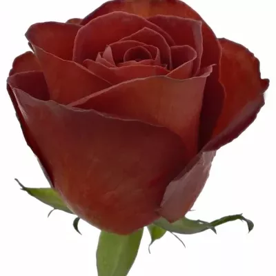 Červenohnědá růže CAFE DEL MAR 50cm (L)