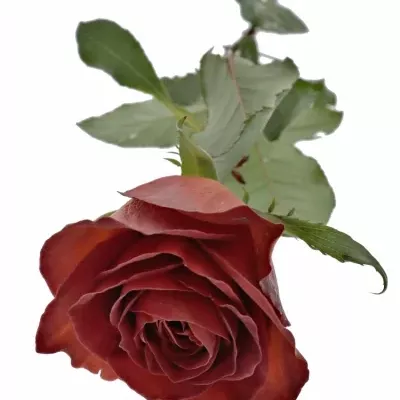 Červenohnědá růže CAFE DEL MAR 60cm (M)