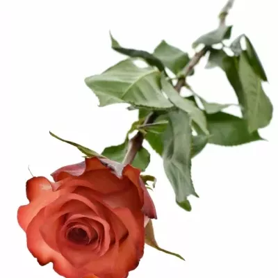 Červenokrémová růže IGUANA 60cm