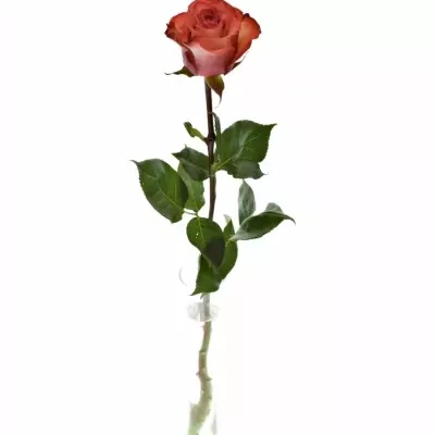 Červenokrémová růže IGUANA 60cm