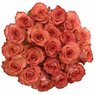 Červenokrémová růže IGUANA 60cm