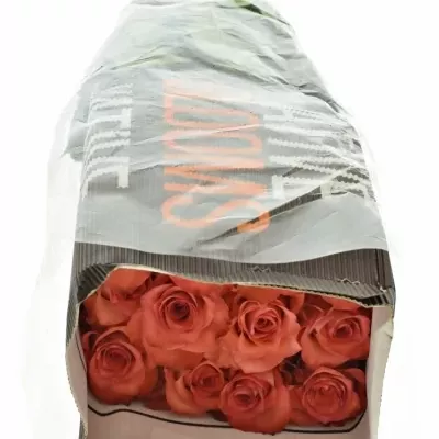 Červenokrémová růže IGUANA 60cm