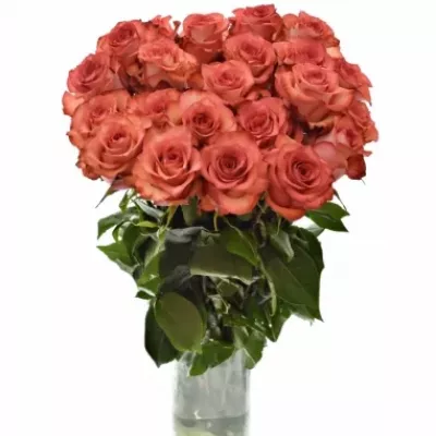 Červenokrémová růže IGUANA 60cm