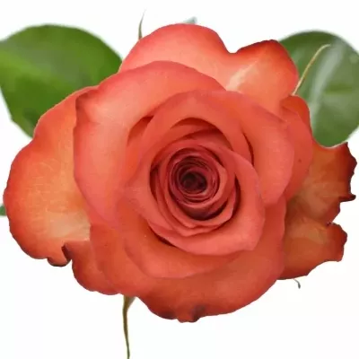 Červenokrémová růže IGUANA 60cm