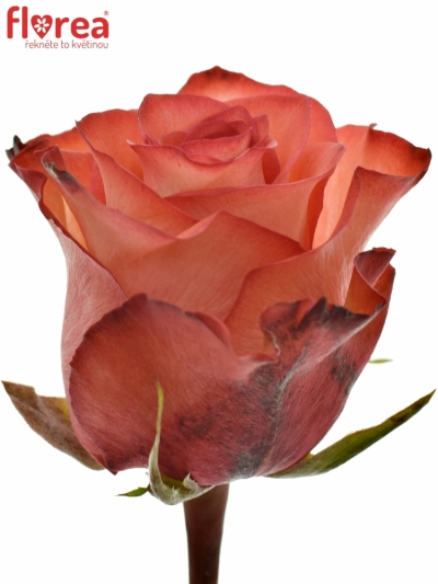 Červenokrémová růže IGUANA 80cm (XXL)