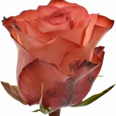 Červenokrémová růže IGUANA 70cm (XXL)