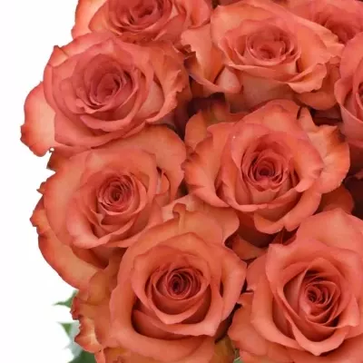 Červenokrémová růže IGUANA 60cm