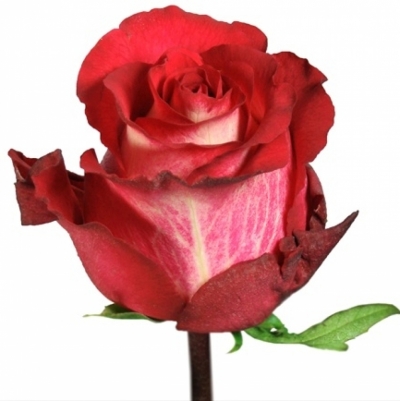 Červenokrémová růže IGUAZU 70cm