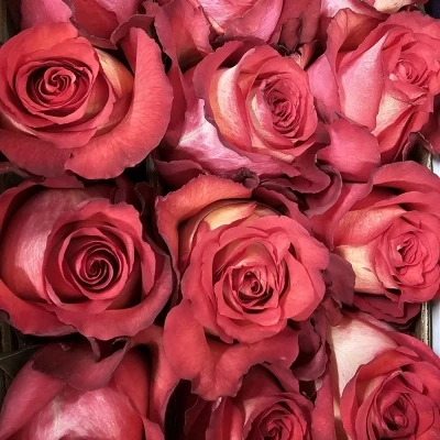 Červenokrémová růže IGUAZU 70cm