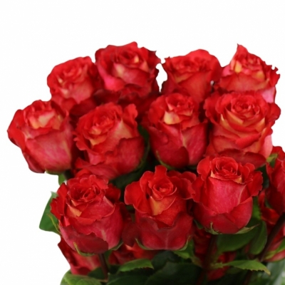 Červenokrémová růže IGUAZU 70cm