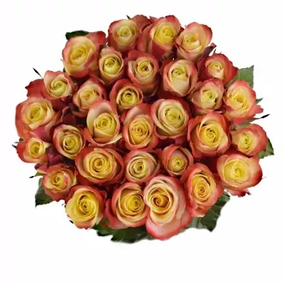 Červenožlutá růže EAGLE EYE+ 50cm (L)