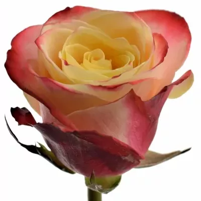 Červenožlutá růže EAGLE EYE+ 70cm (XL)