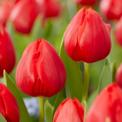 Červený Tulipán HOTSPOT
