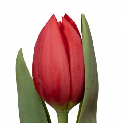 Tulipán EN HOTSPOT 40cm/38g