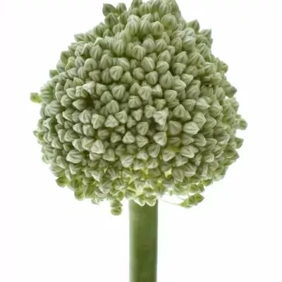 Česnek AMPELOPRASUM 70cm