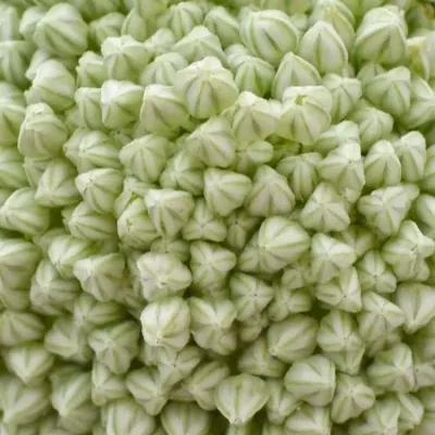 Česnek AMPELOPRASUM 80cm