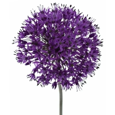 Česnek GIGANTEUM 70cm