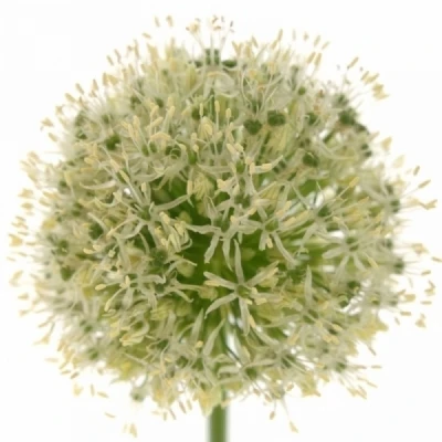 Česnek MOUNT EVEREST