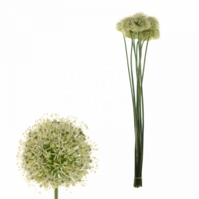 Česnek MOUNT EVEREST 90cm