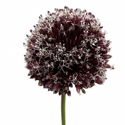 Česnek PUNKY BOY 65cm