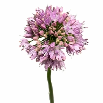 Česnek SENESCENS 50cm