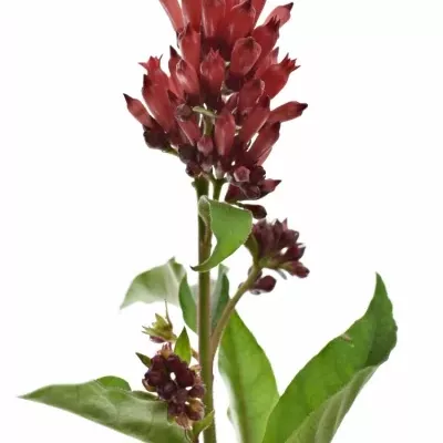 CESTRUM RED ZOHAR 50cm
