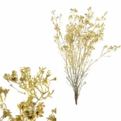 Chamelaucium GOLD 60cm