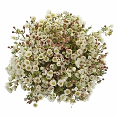 CHAMELAUCIUM MOONLIGHT DELIGHT