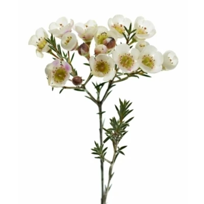 CHAMELAUCIUM MOONLIGHT DELIGHT