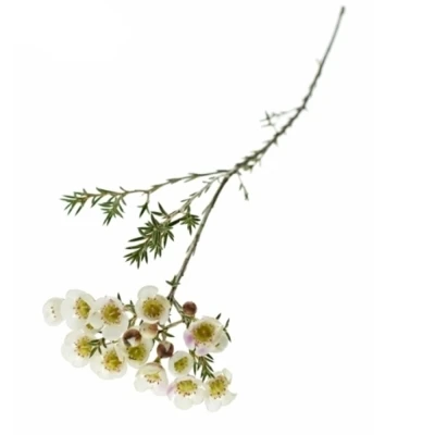 CHAMELAUCIUM MOONLIGHT DELIGHT