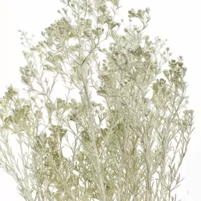 Voskáč PLATINUM 60cm